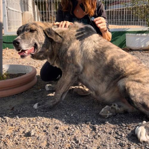 Valentina, superbe mastine espagnole à adopter ! #1