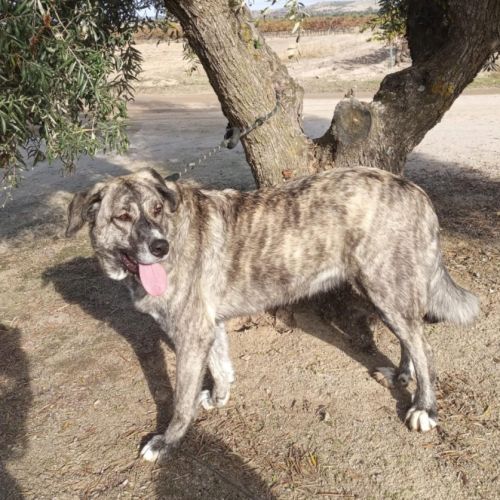 Valentina, superbe mastine espagnole à adopter ! #3