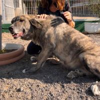 Valentina, superbe mastine espagnole à adopter ! #1