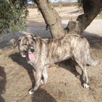 Valentina, superbe mastine espagnole à adopter ! #3