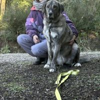 Valentina, superbe mastine espagnole à adopter ! #4