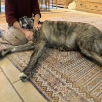 Valentina, superbe mastine espagnole à adopter ! #5