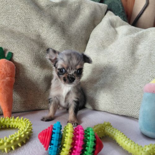 Chiot chihuahua mâle