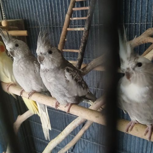 Calopsittes de l’année #2