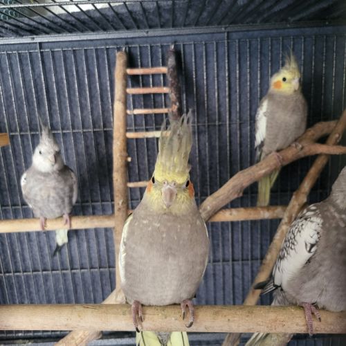 Calopsittes de l’année #3