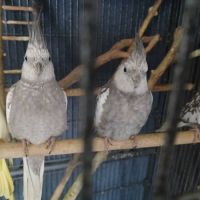 Calopsittes de l’année