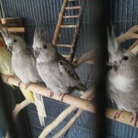 Calopsittes de l’année #2