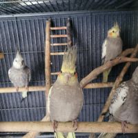 Calopsittes de l’année #3