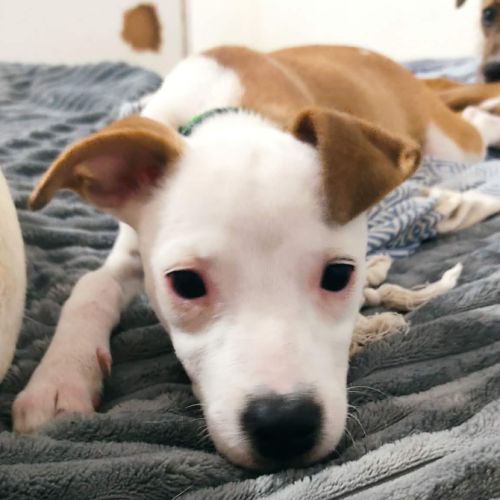 Super nova la petite étoile #1