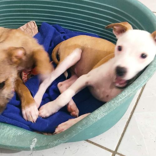 Super nova la petite étoile #4