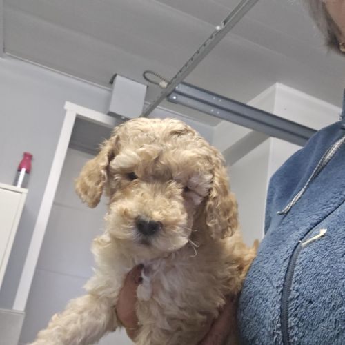 Magnifiques chiots labradoodle