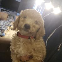 Magnifiques chiots labradoodle #2