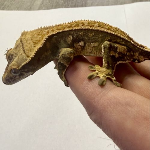 Gecko à crêtes ciliatus 8 mois male #1
