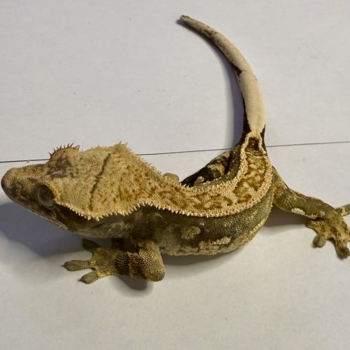 Gecko à crêtes ciliatus 8 mois male