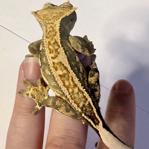 Gecko à crêtes ciliatus 8 mois male #4