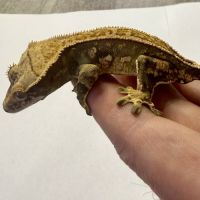 Gecko à crêtes ciliatus 8 mois male #1