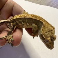 Gecko à crêtes ciliatus 8 mois male #2