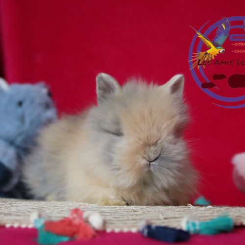 Lapins nain et bélier nain #2