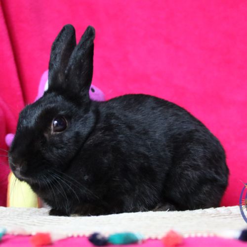 Lapins nain et bélier nain #0