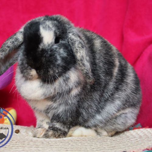 Lapins nain et bélier nain #6