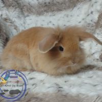 Lapins nain et bélier nain #1