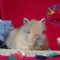 Lapins nain et bélier nain #2