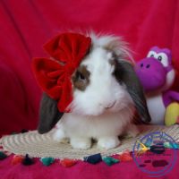 Lapins nain et bélier nain #3