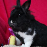 Lapins nain et bélier nain #5