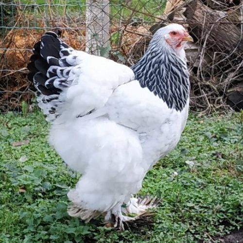 De jolie brahma herminé