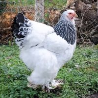 De jolie brahma herminé