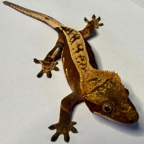 Gecko à crêtes ciliatus 8 mois femelle