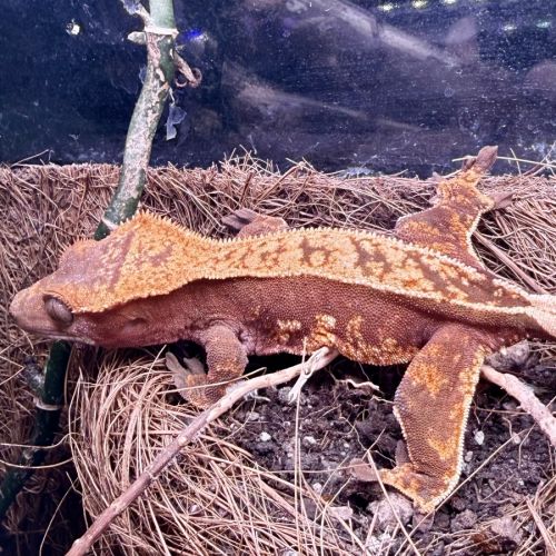 Gecko à crêtes ciliatus 8 mois femelle #5