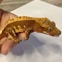 Gecko à crêtes ciliatus 8 mois femelle #1