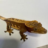 Gecko à crêtes ciliatus 8 mois femelle #2