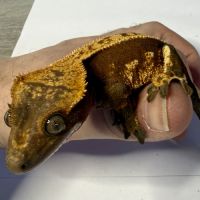 Gecko à crêtes ciliatus 8 mois femelle #3