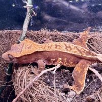 Gecko à crêtes ciliatus 8 mois femelle #5