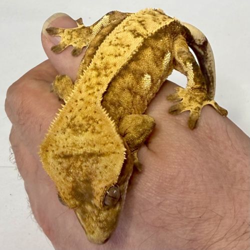 Gecko à crêtes ciliatus 8 mois femelle #1