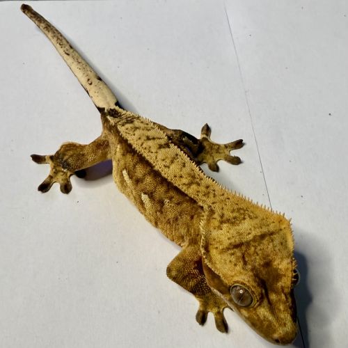 Gecko à crêtes ciliatus 8 mois femelle