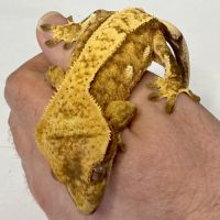 Gecko à crêtes ciliatus 8 mois femelle #1