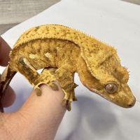 Gecko à crêtes ciliatus 8 mois femelle #3