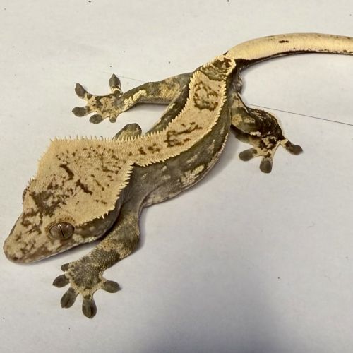 Gecko à crêtes 8 mois male