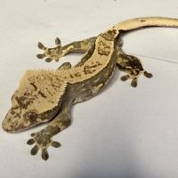 Gecko à crêtes 8 mois male