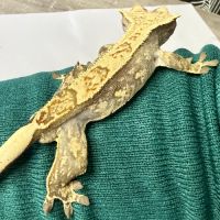 Gecko à crêtes 8 mois male #2