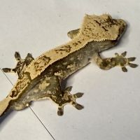 Gecko à crêtes 8 mois male #3
