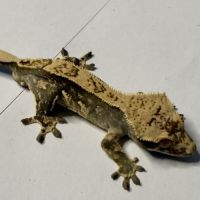 Gecko à crêtes 8 mois male #4