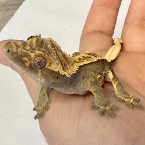 Gecko à crêtes 6 mois #1