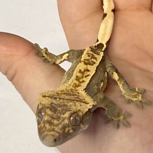 Gecko à crêtes 6 mois