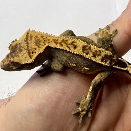 Gecko à crêtes 6 mois #3