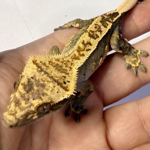 Gecko à crêtes 6 mois #4