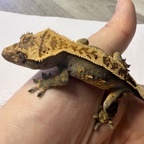 Gecko à crêtes 6 mois #5